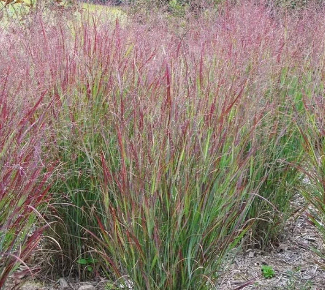 Shenandoah Red Ornamental Grass