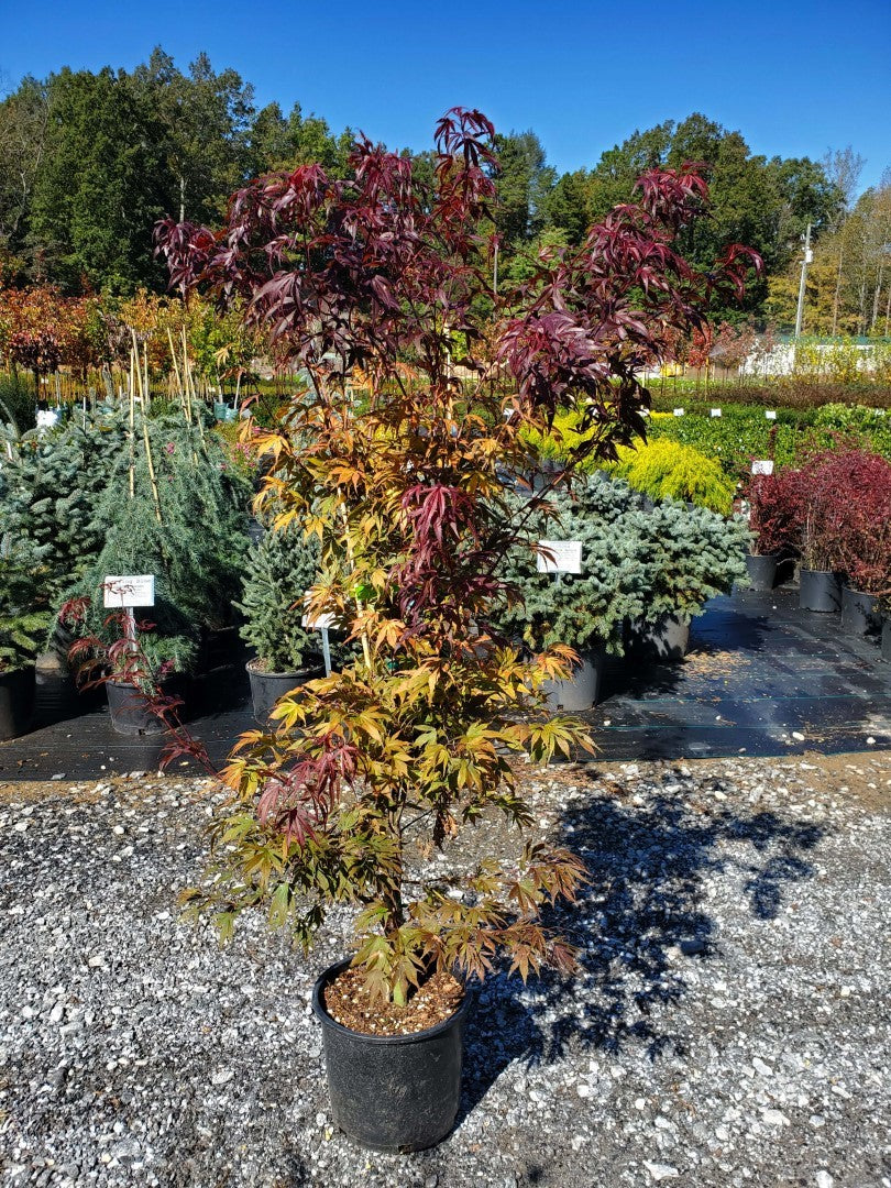 Japanese Maple Oregon Sunset 5 Gallon