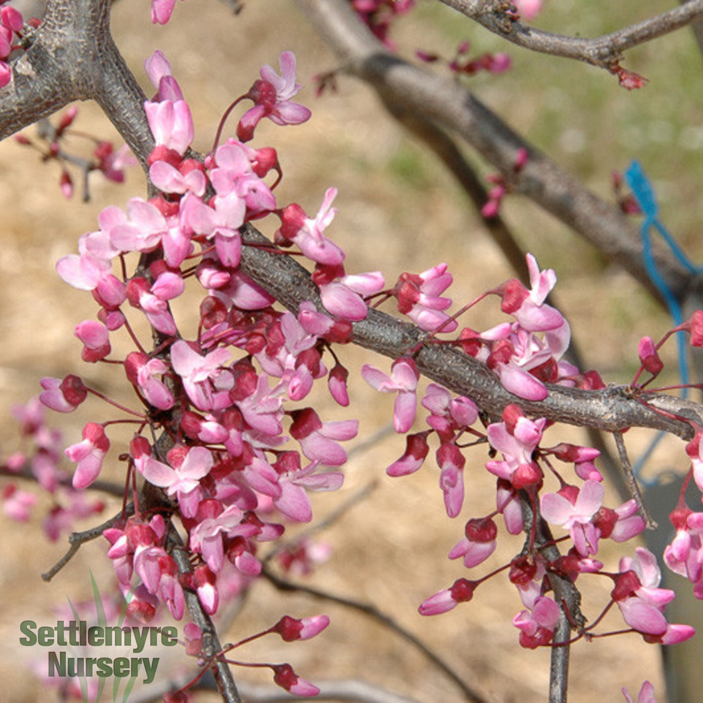 Redbud Tree Ruby Falls 15 Gallon