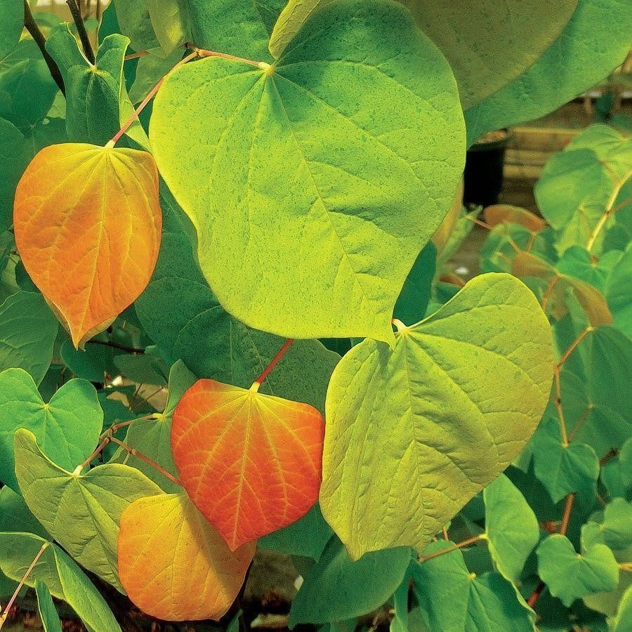 Rising Sun™ Eastern Redbud Tree 15 Gallon