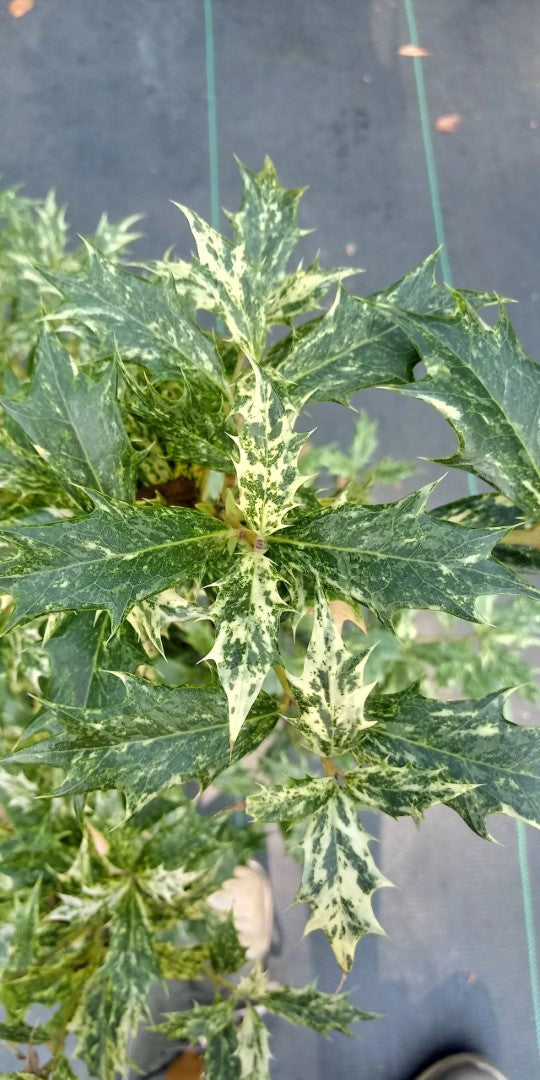 Goshiki Osmanthus in pot at Settlemyre Nursery