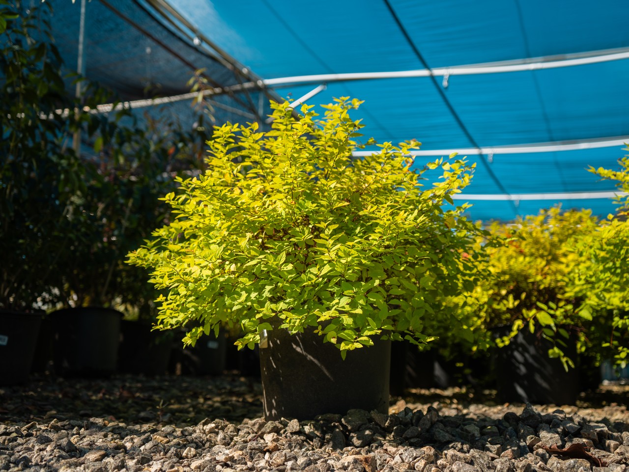 Gold Mound Spiraea