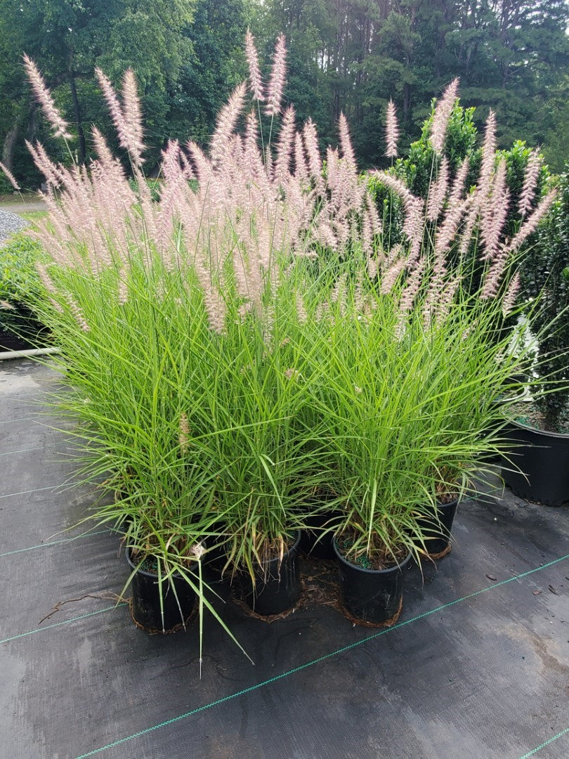 Grass Karl Foerster 1 Gallon