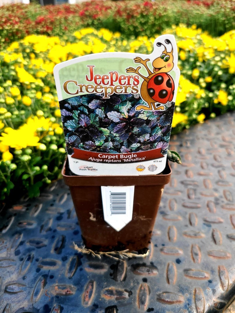 Ajuga