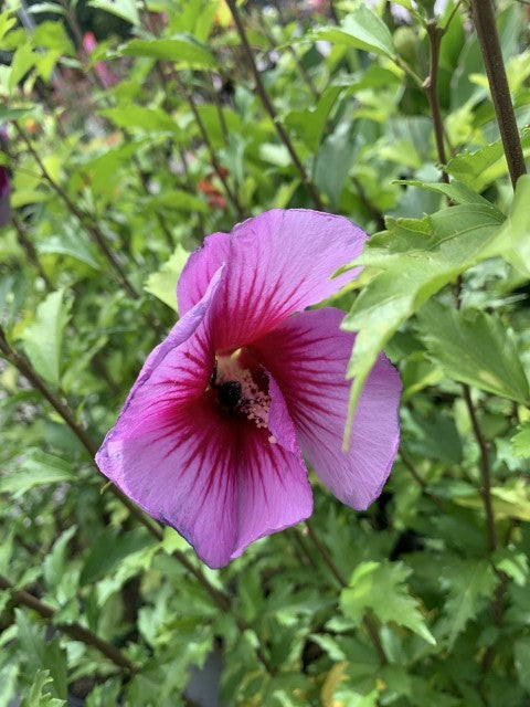 Hibiscus Purple Pillar 2 Gallon Proven Winners