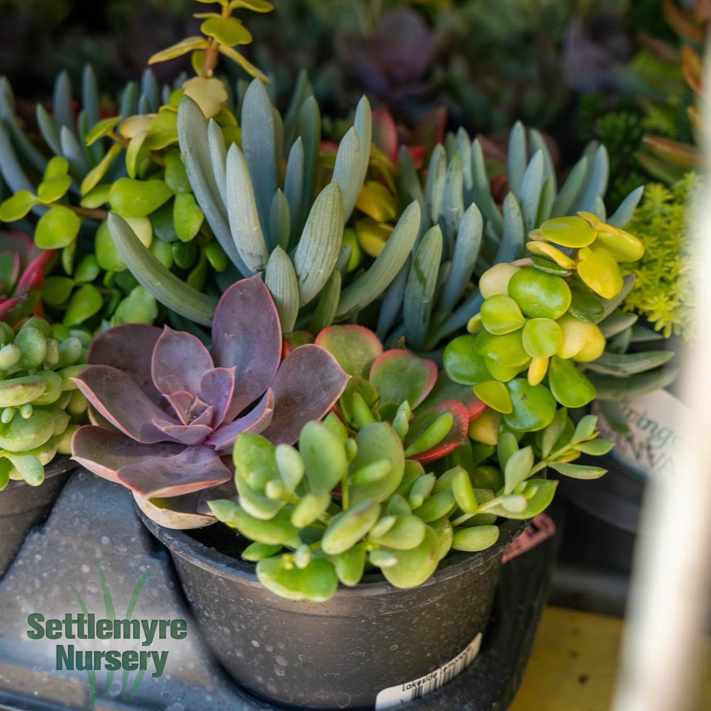 Succulent Assorted 6