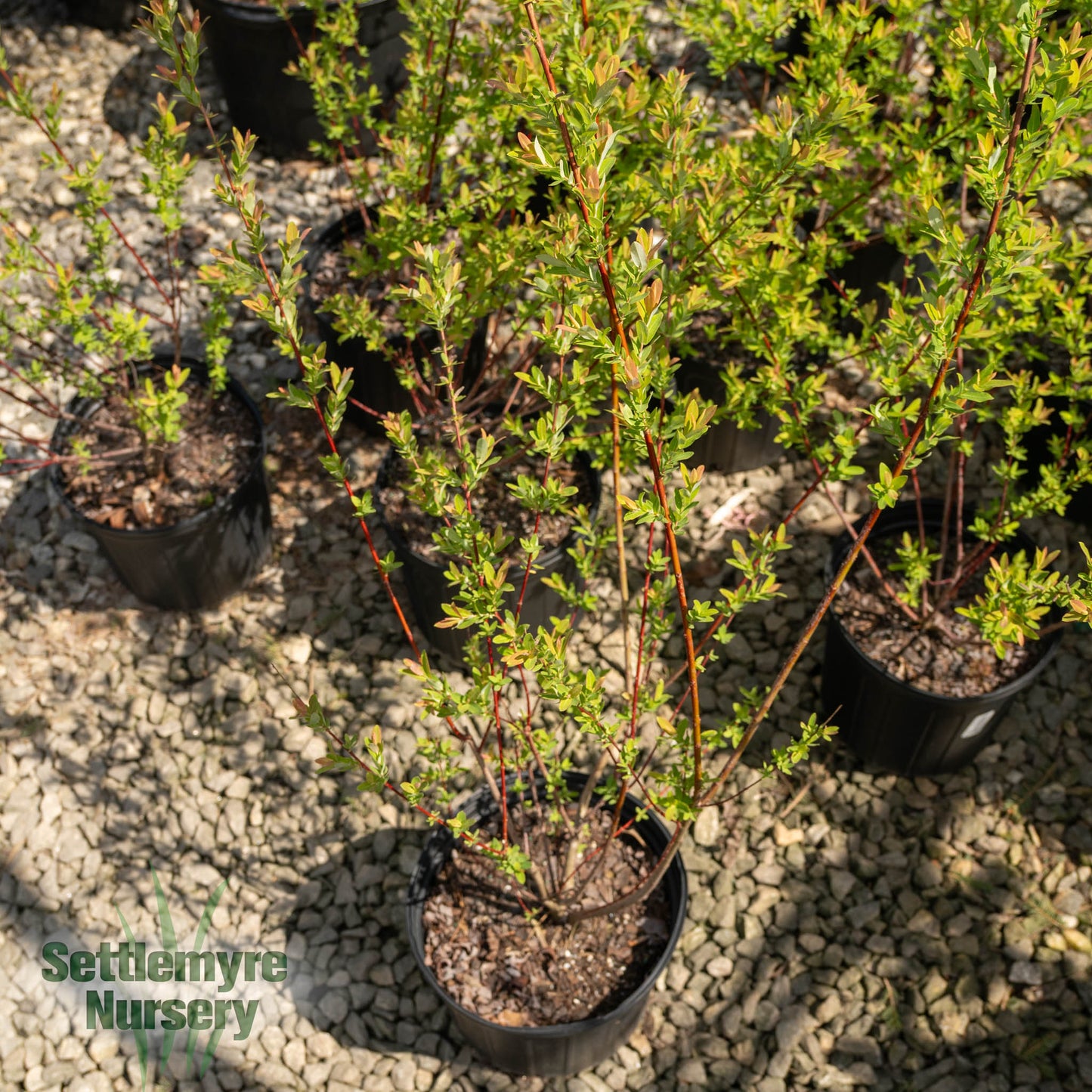 Dappled Willow