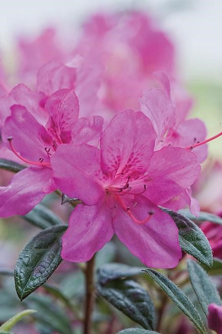 Azalea Encore Autumn Amethyst - 200644