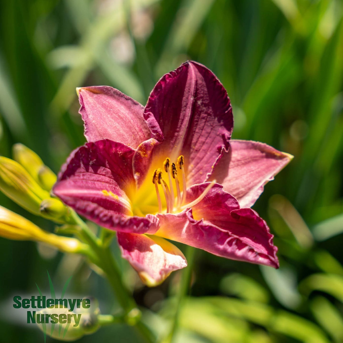 Daylily Assorted 1 Gallon