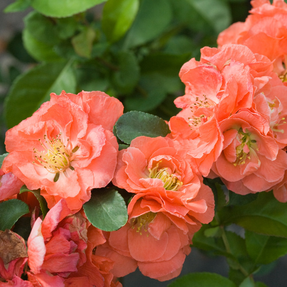 Double Take® Peach Quince 2 Gallon