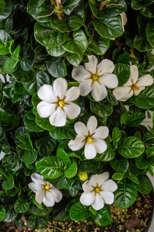 Gardenia Diamond Spire