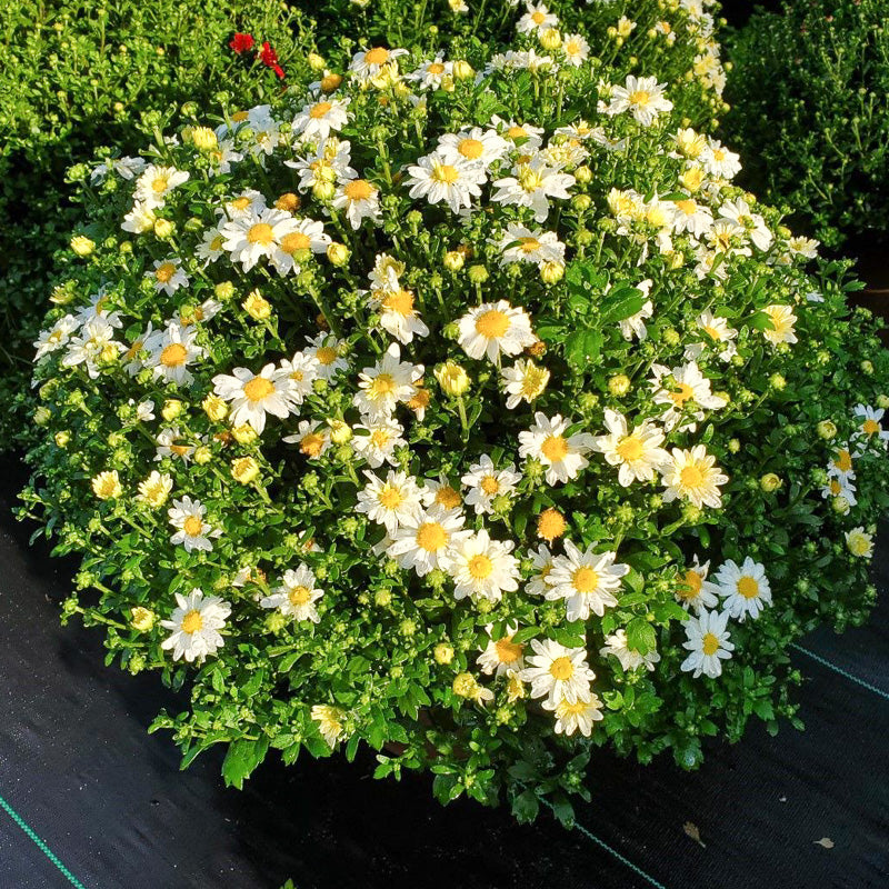 Mum Jacqueline Peach 12"