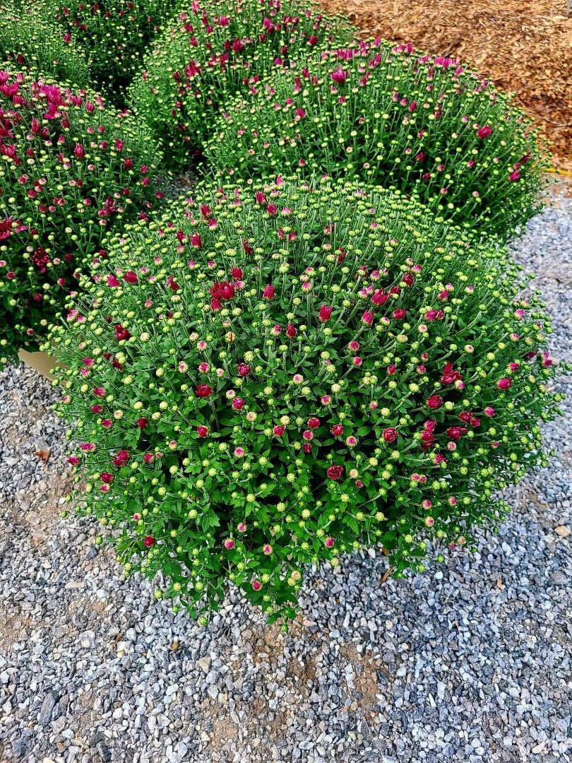 Mum Zaza Purple 12"