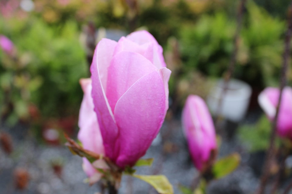 Jane Magnolia