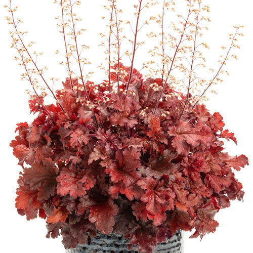 Heuchera Cherry Truffles 1g Proven Winners