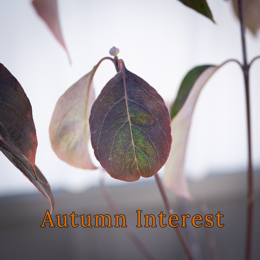 Dogwood Cornus Florida 2G