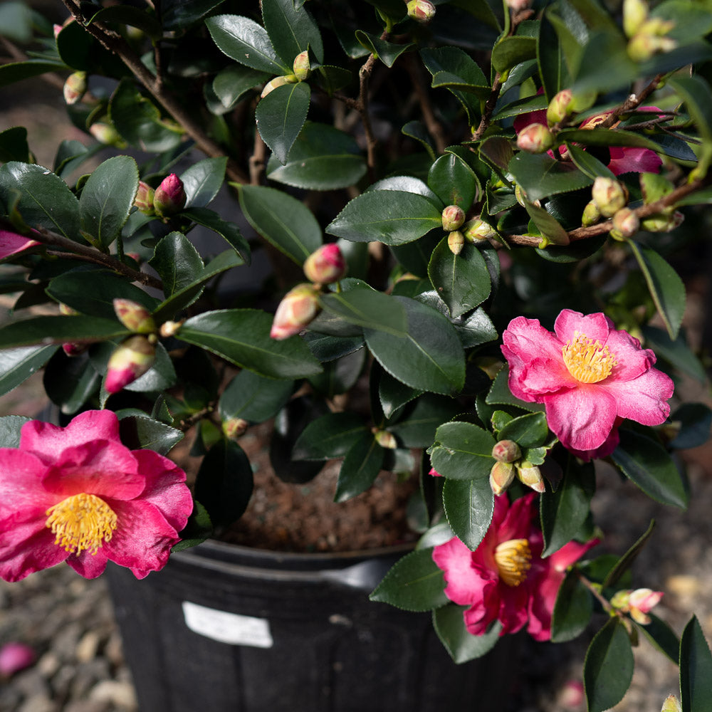 Camellia Kanjiro Sasanqua 3 Gallon