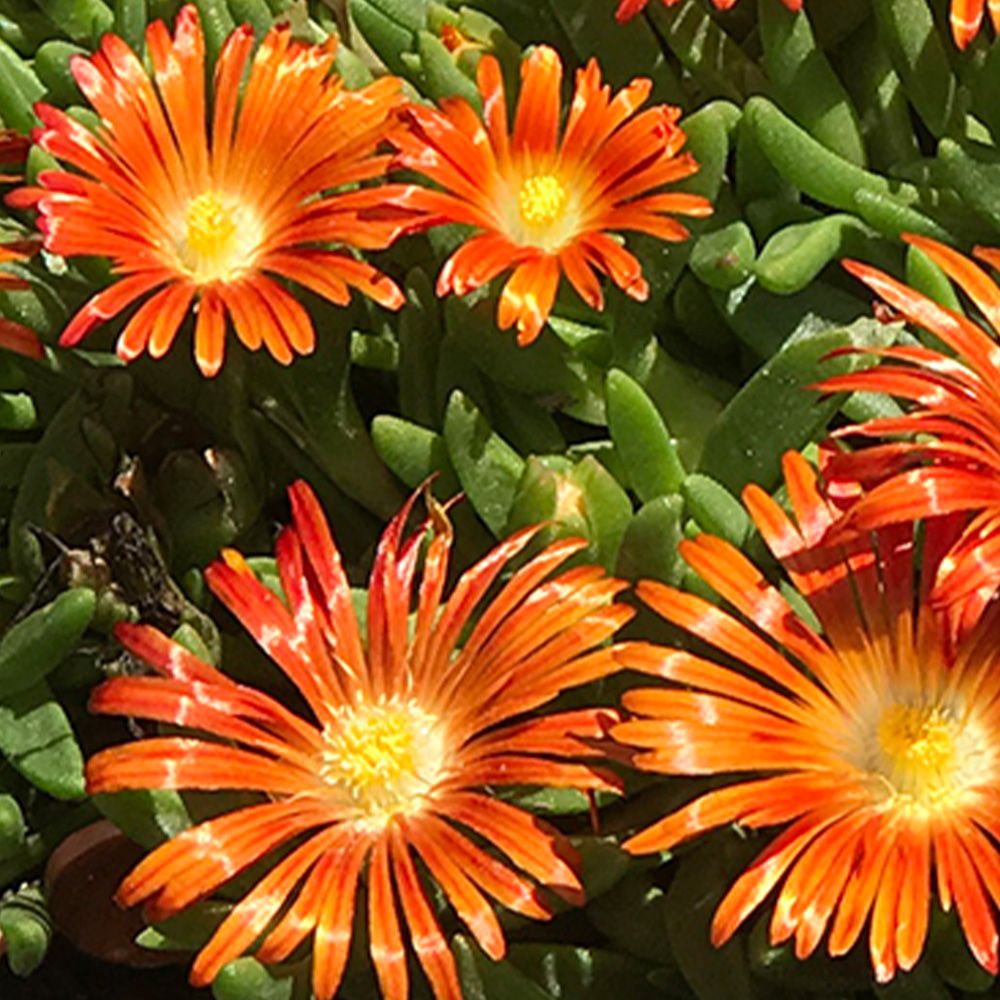 Ice Plant 1 gallon