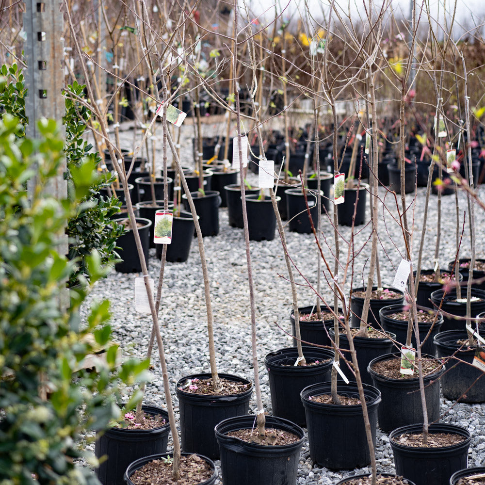 Persimmon Tree Native 5 Gallon