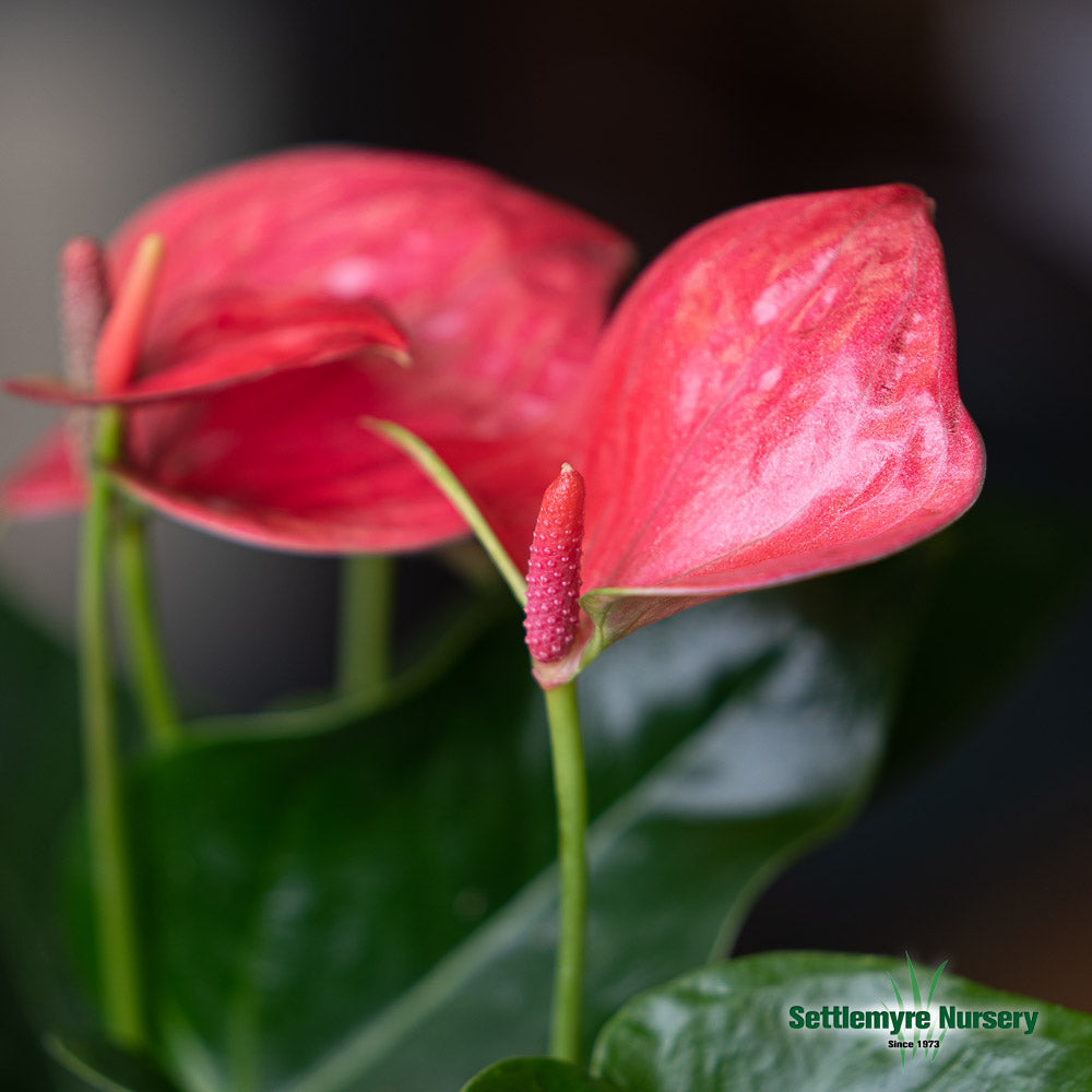 Anthurium