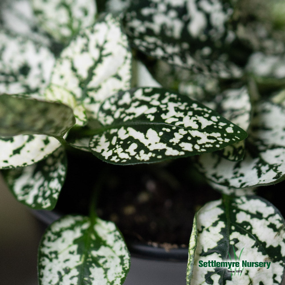 Polka Dot Plant 4 Assorted Colors