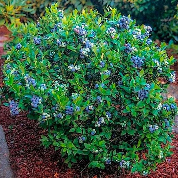 Blueberry Premier 1 Gallon tall
