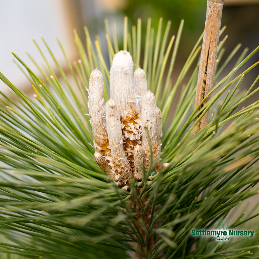 Pine Thunderhead