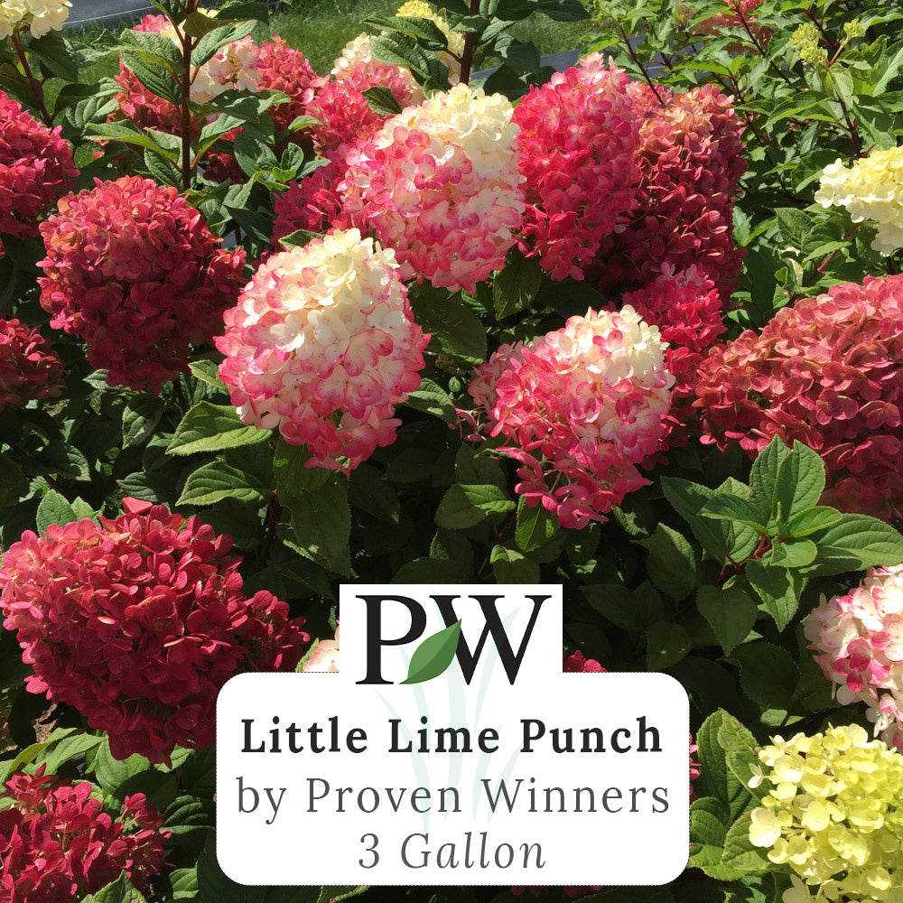 Little Lime Punch Hydrangea Details