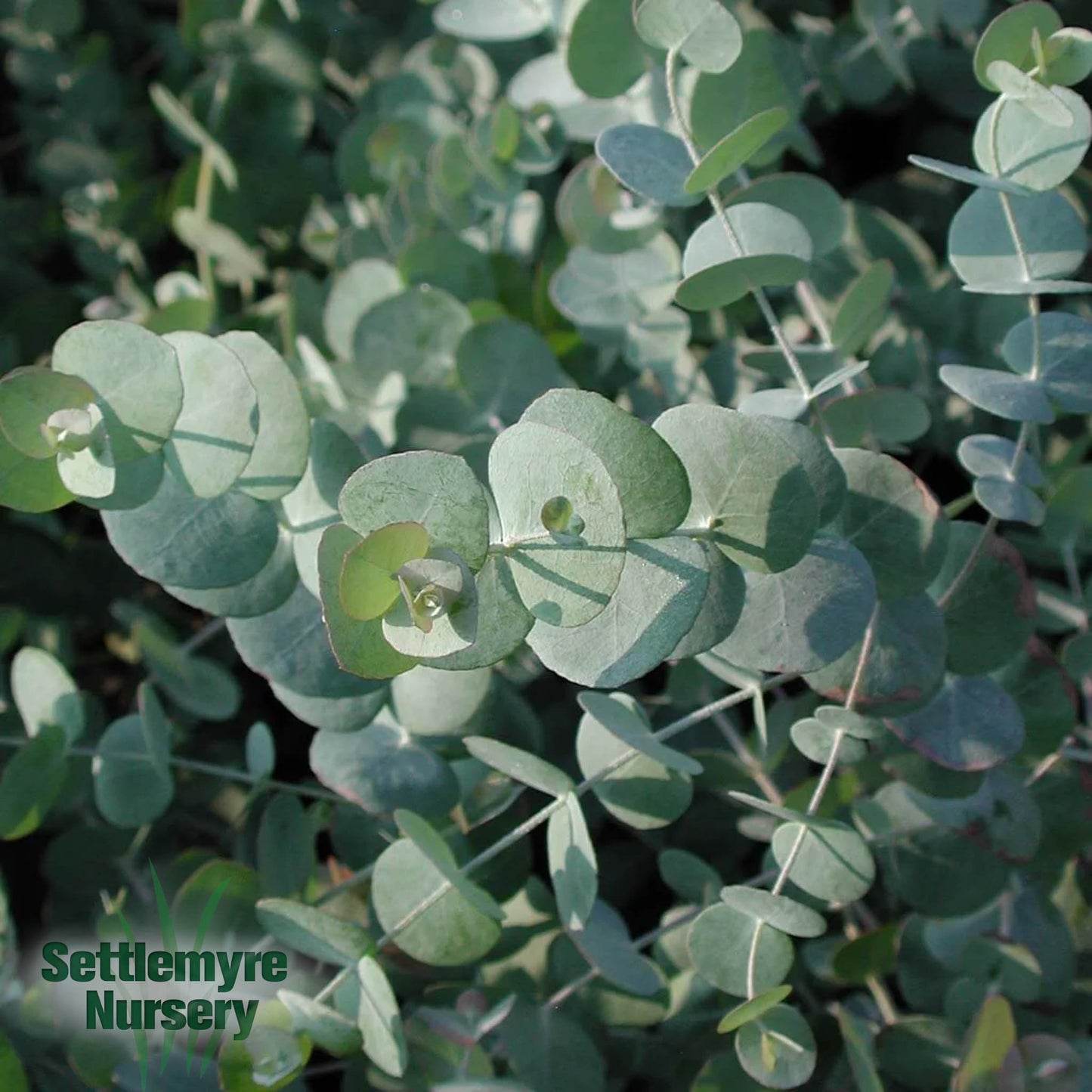 Annual Eucalyptus 8"
