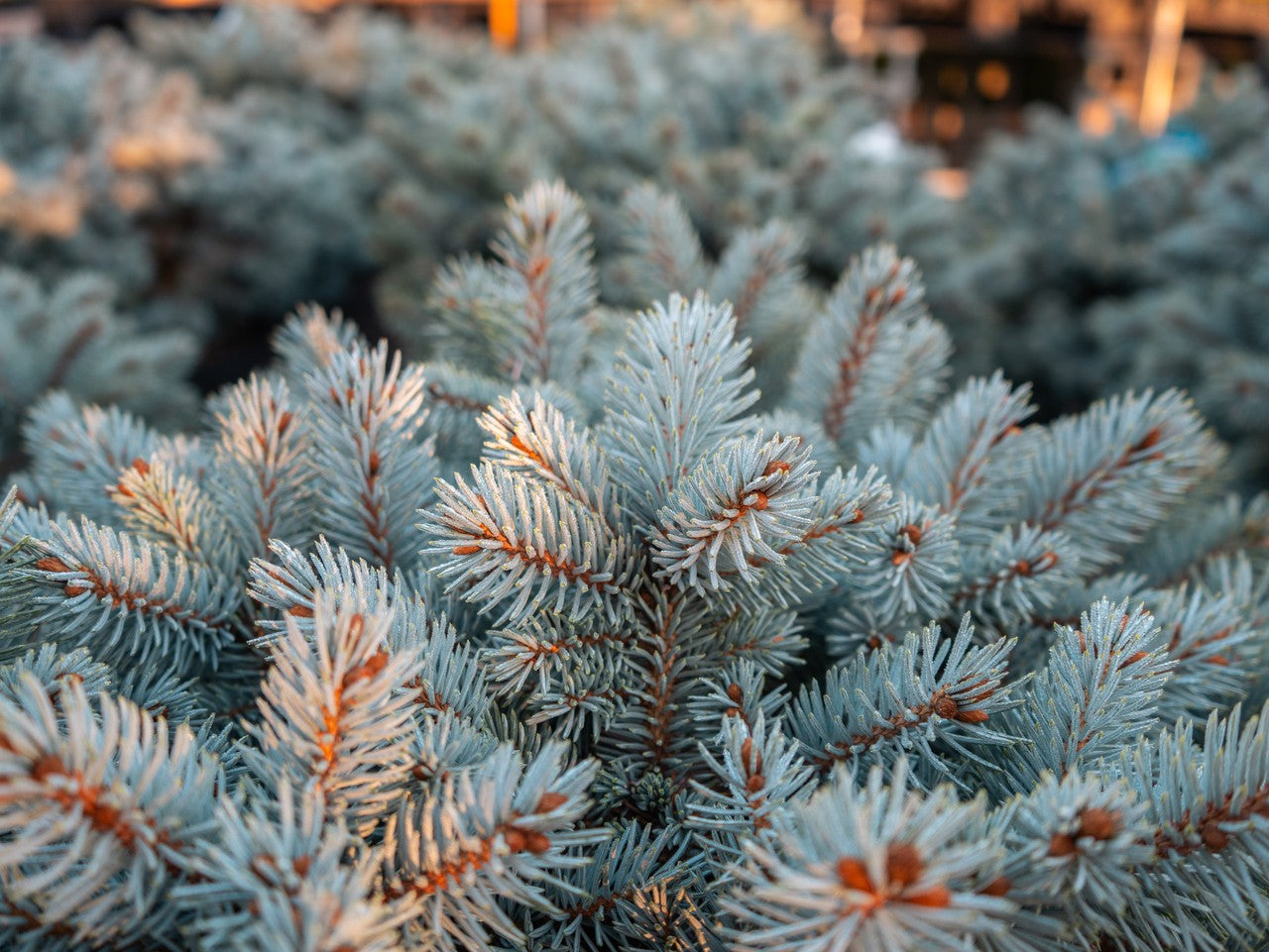 Moonstone Dwarf Blue Spruce - 202986