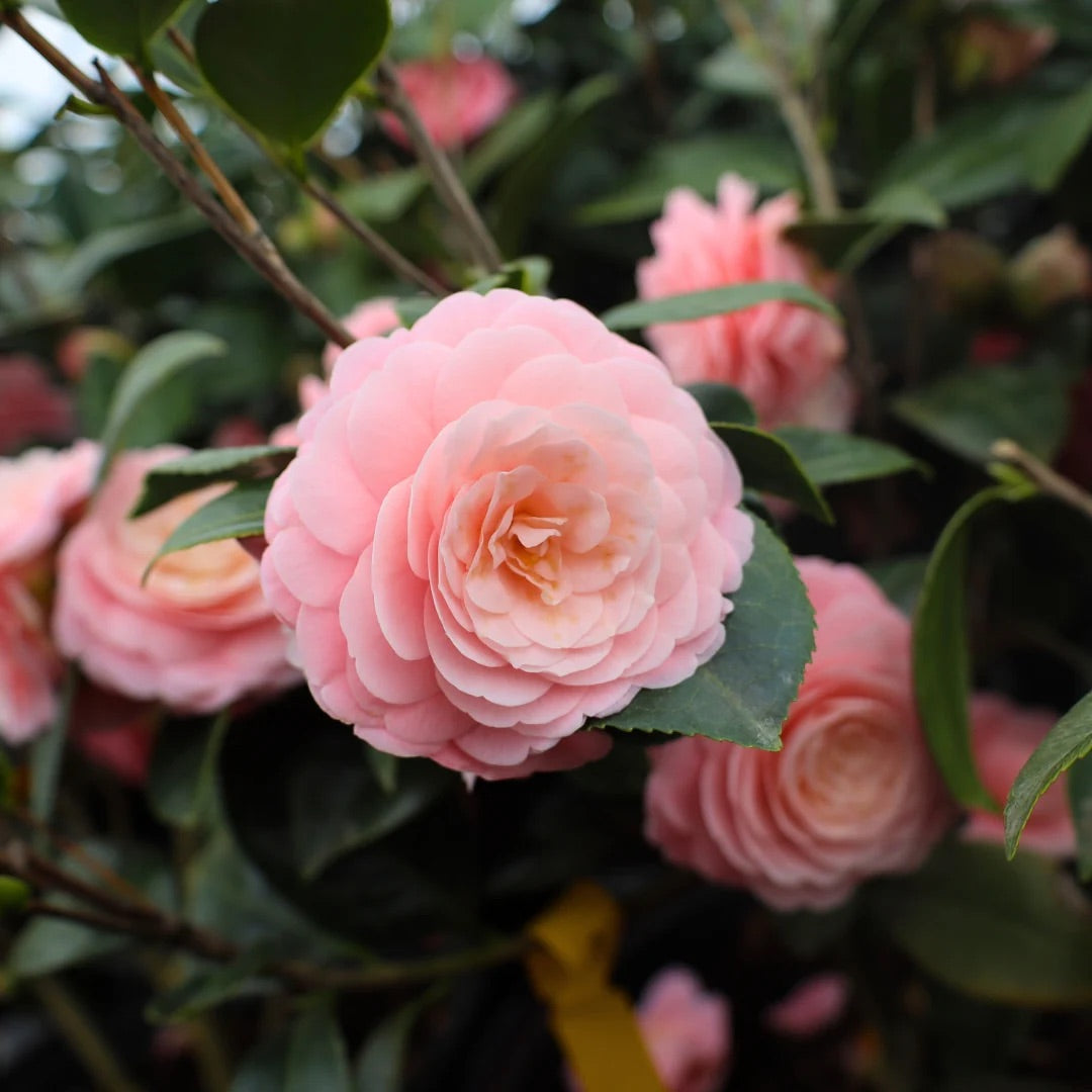 Camellia Pink Perfection 3 Gallon