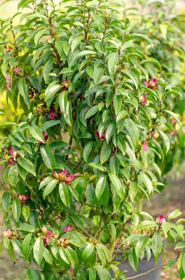 Stellar Ruby Magnolia Tree - 203024