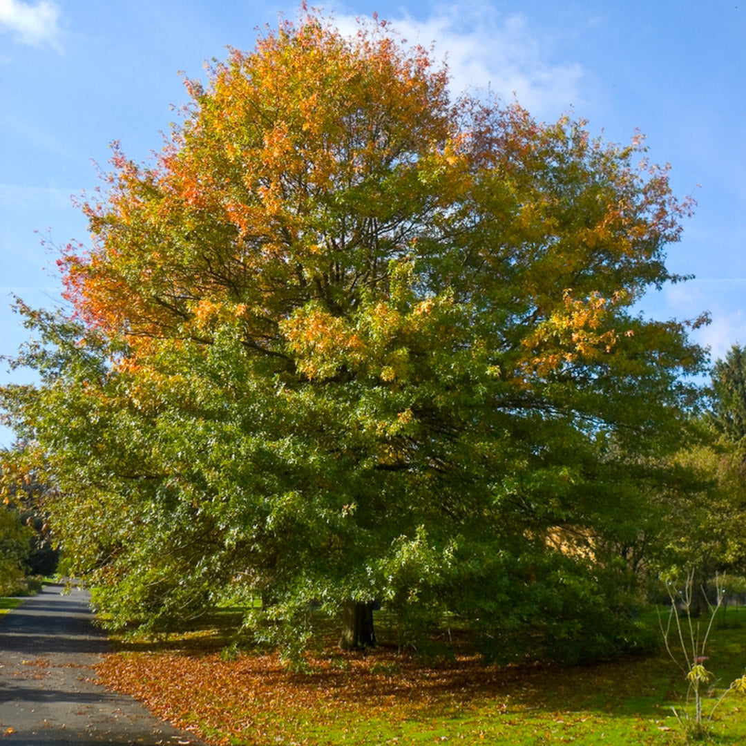 B&B Pin Oak 2"
