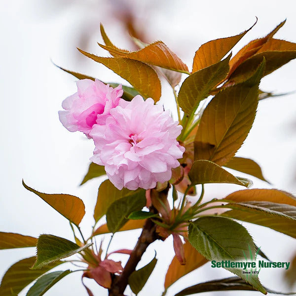 B&B Kwanzan Flowering Cherry