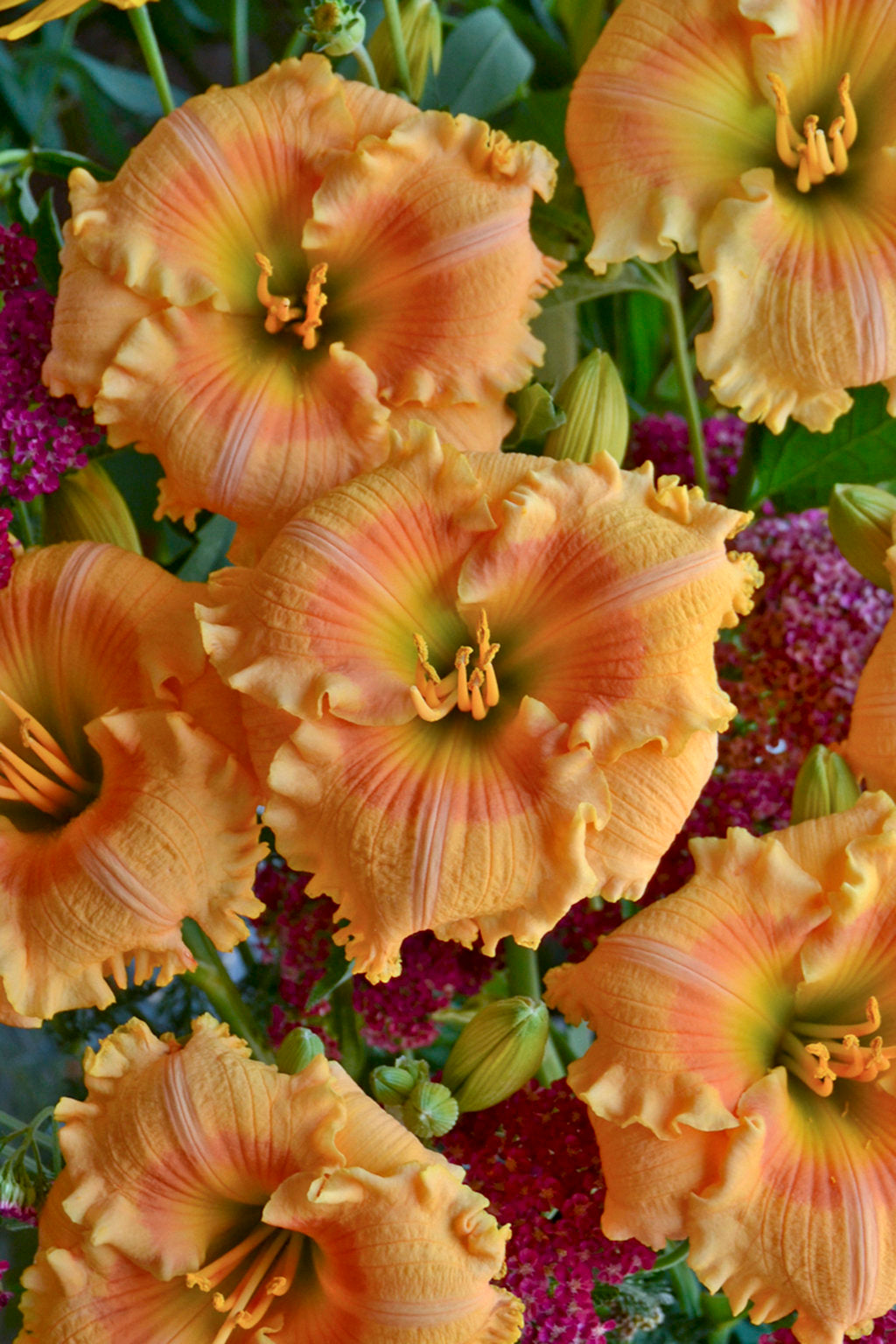 Daylily Orange Smoothie 1g