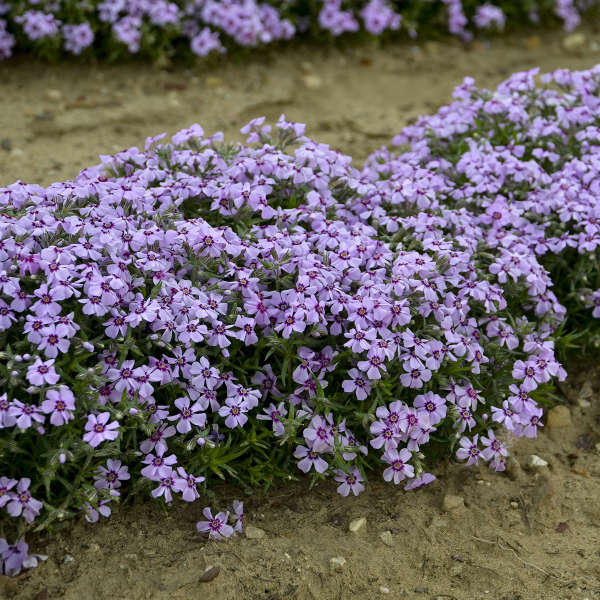 Creeping Phlox Eye Candy