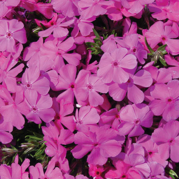 Creeping Phlox Drummonds Pink