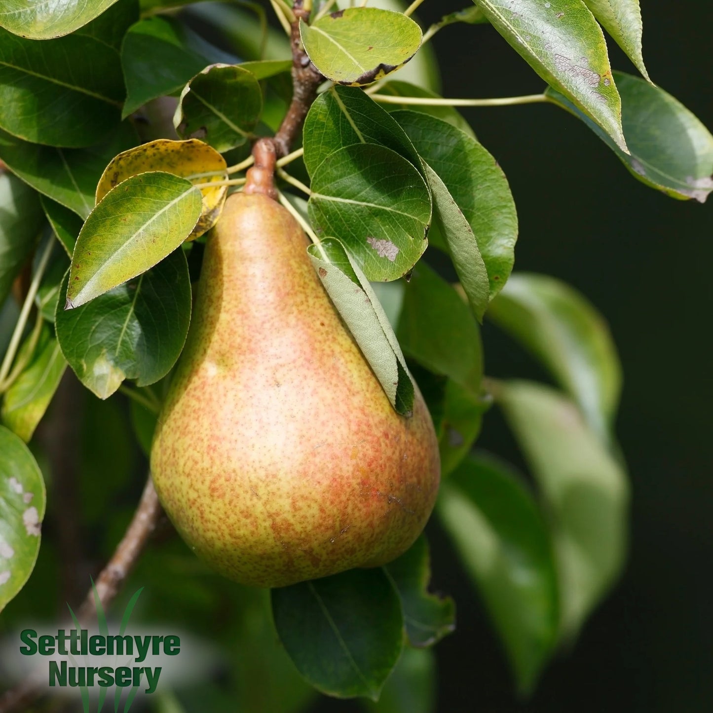 Pear Tree Orient