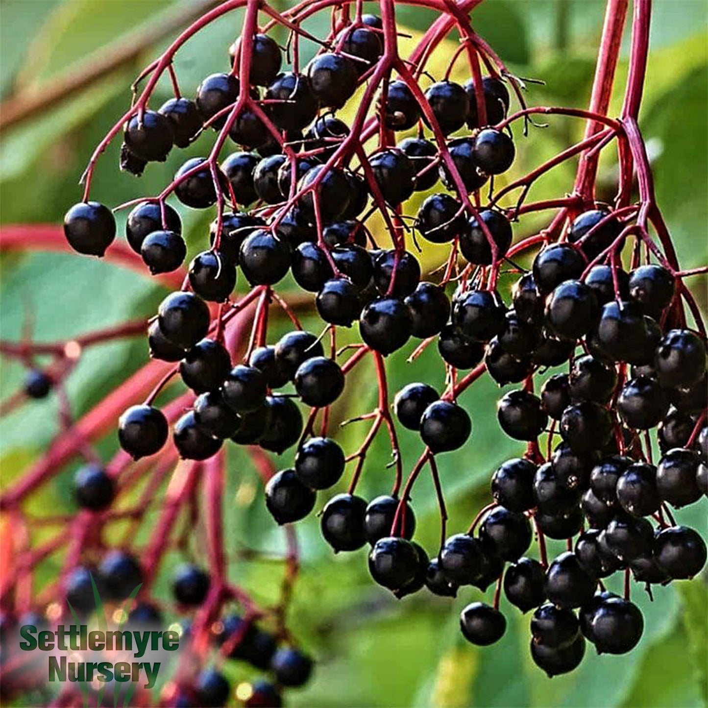 Elderberry Bob Gordon