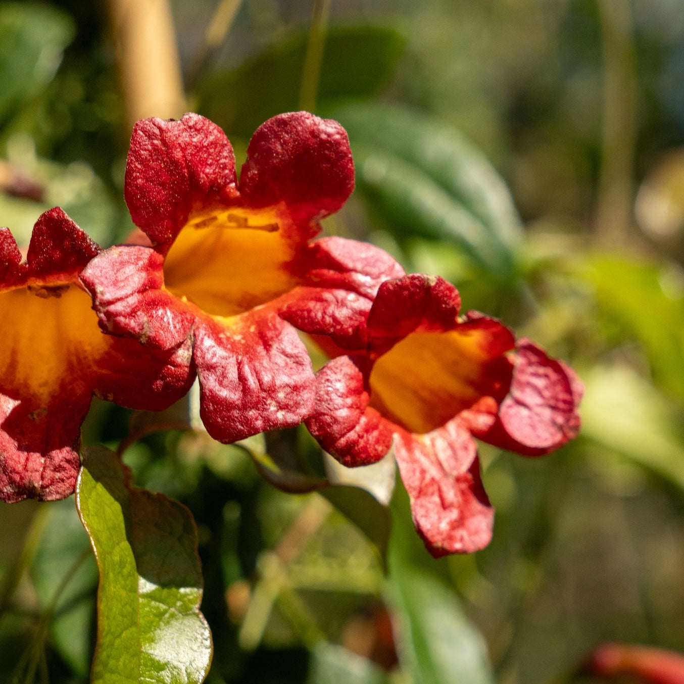 Bignonia Crossvine Dressed to Thrill 2G