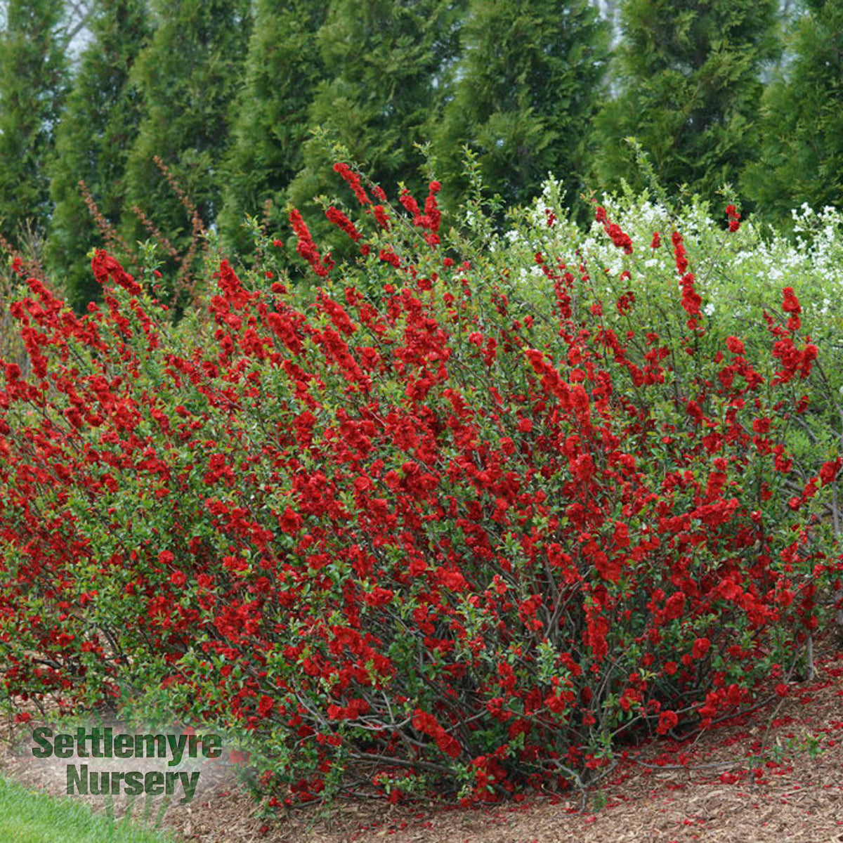 Quince Double Take Scarlet 2 Gallon