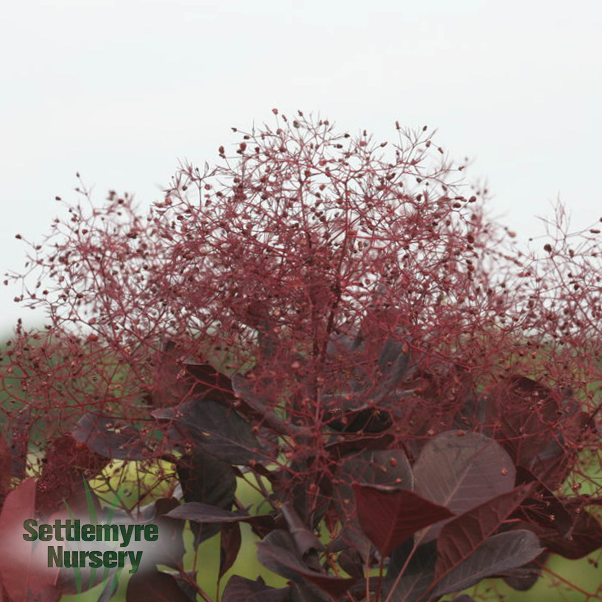 Cotinus Winecraft Black Proven Winners Smokebush