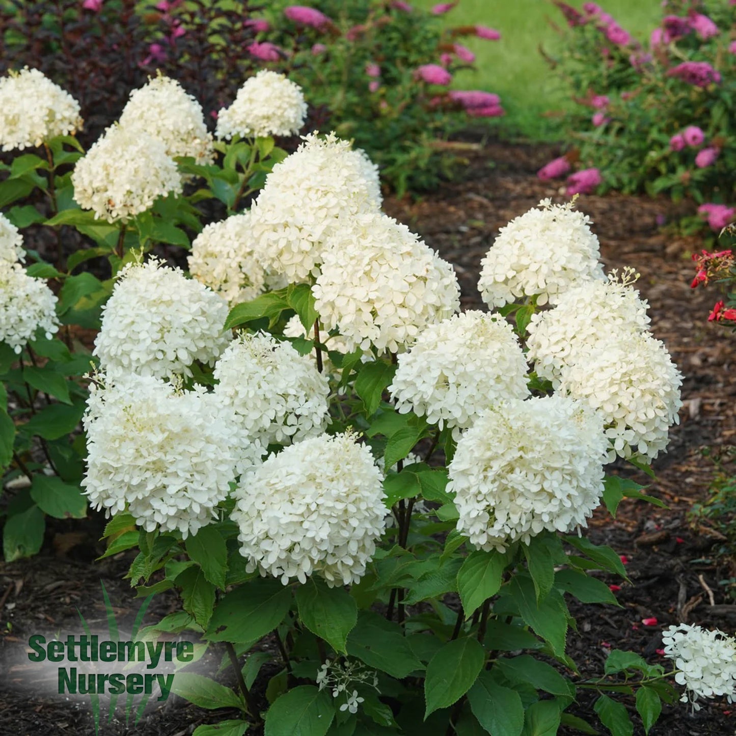 Hydrangea Puffer Fish