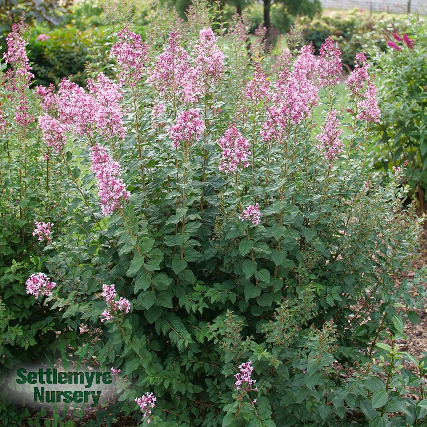 Lilac Bloomerang Ballet 2 Gallon Proven Winners