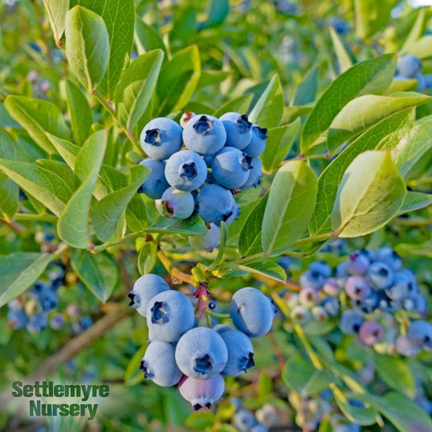 Blueberry Top Hat 1 Gallon