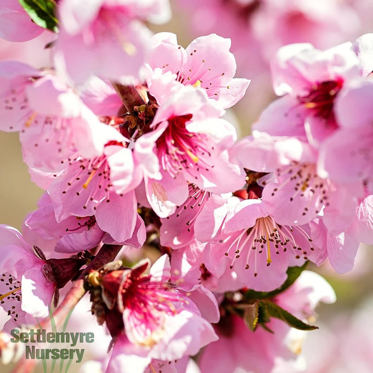 Nectarine Karla Rose 1G