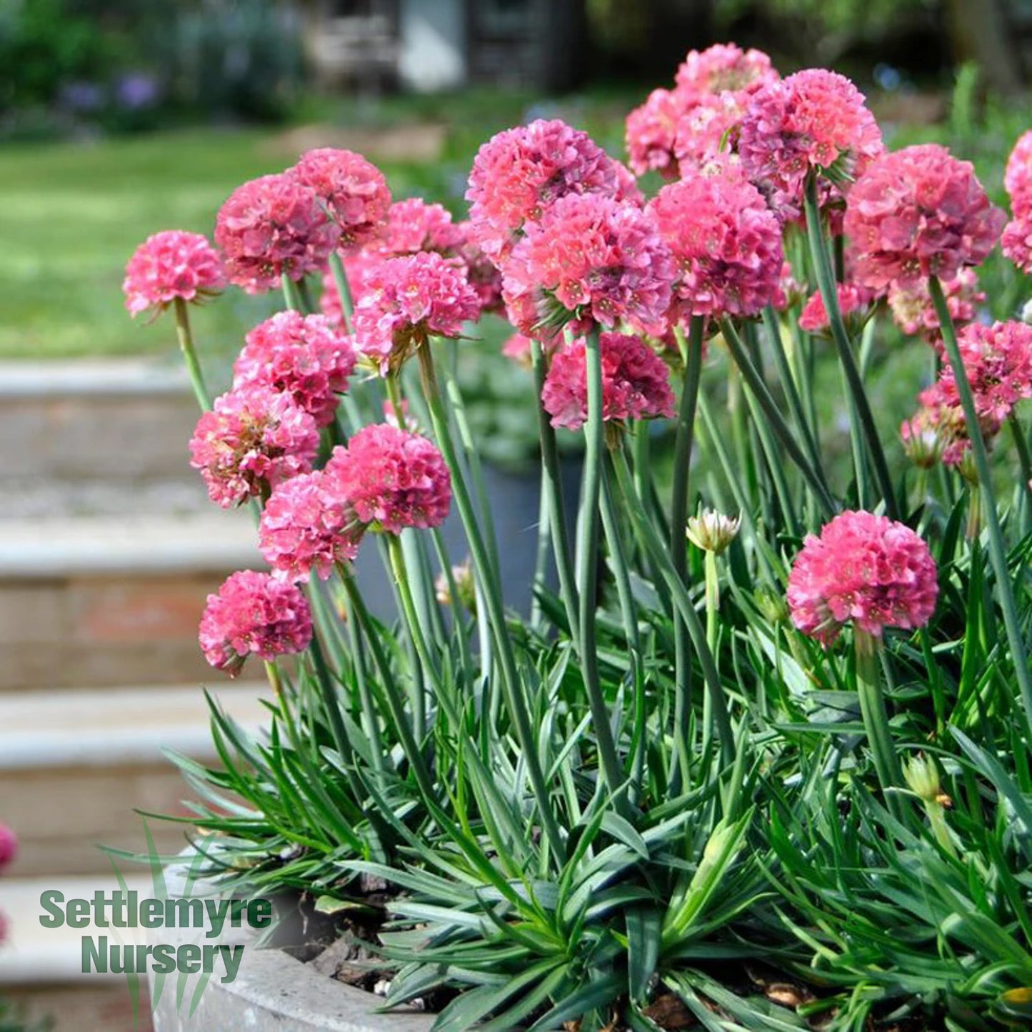 Armeria 1 Gallon