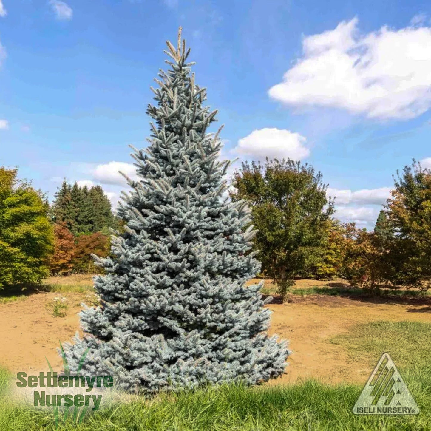 Picea Deja Blue Spruce Spruce in pot