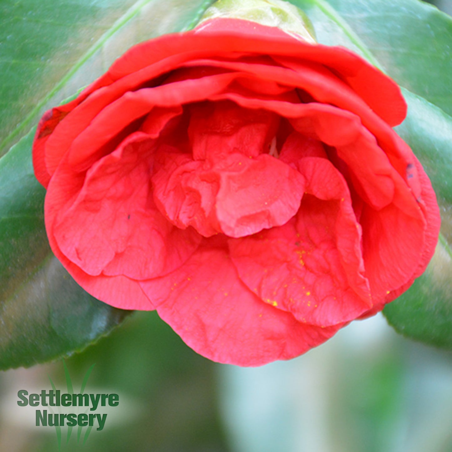 Camellia Flame Red 3 Gallon
