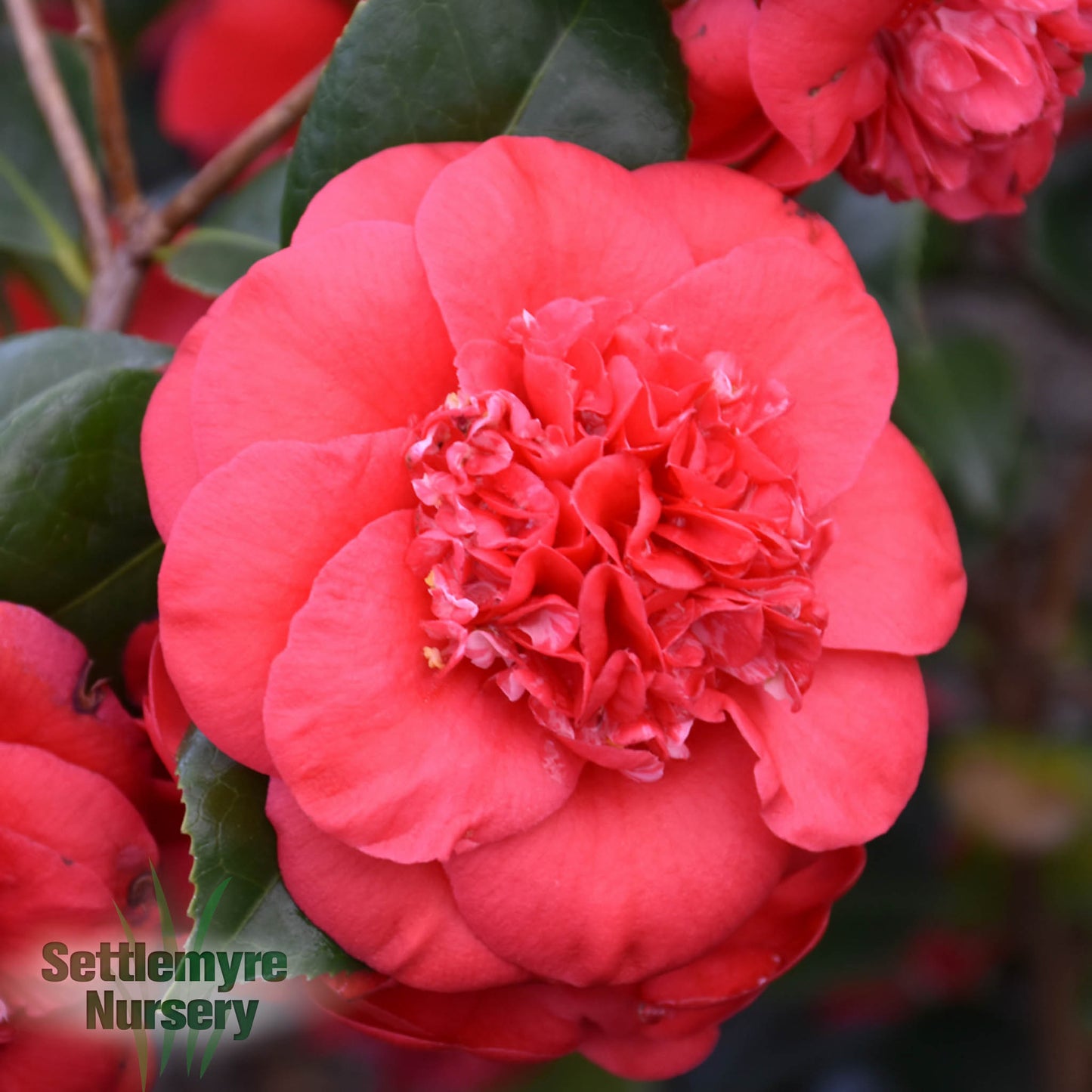 Camellia April Tryst Red